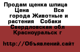 Продам щенка шпица.  › Цена ­ 15 000 - Все города Животные и растения » Собаки   . Свердловская обл.,Красноуральск г.